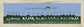 46er-Blue-Pine